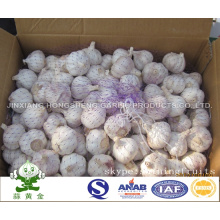 Fresh White White Garlic Size 5.0cm 10kgs Loose Carton